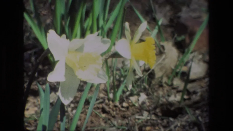 White and yellow daffodils appear in a sunlit 8mm frame from Daffodil Hill, California, with soil and upright leaves visible.
