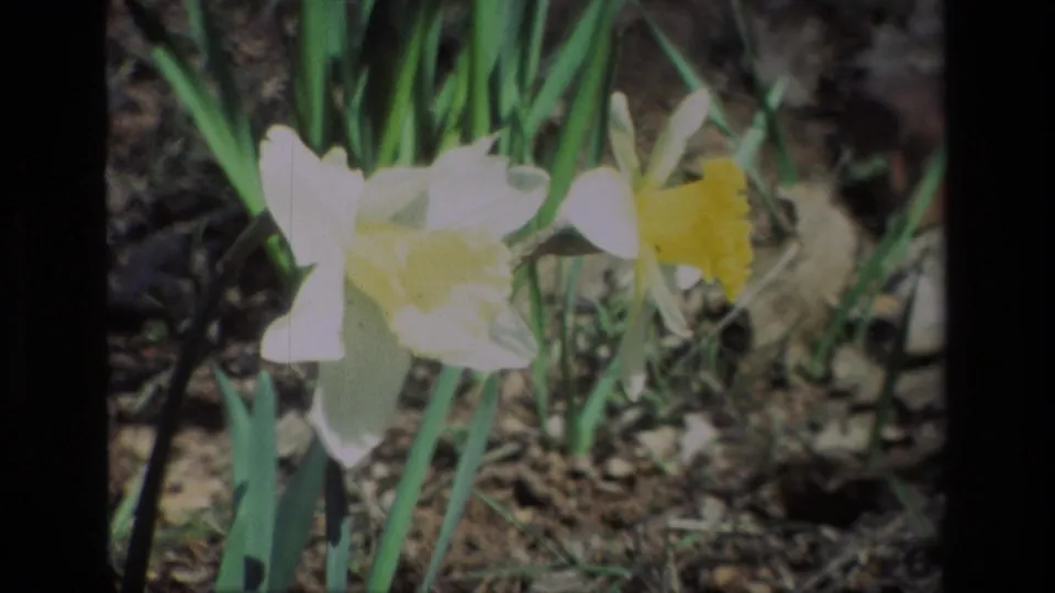 A close 8mm frame shows pale white daffodils with yellow centers at Daffodil Hill, California, over dry garden soil.