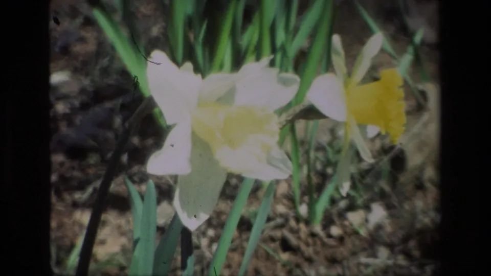 White and yellow daffodils remain in close view in this 1985 Daffodil Hill 8mm frame, with visible grain and dark film edges.