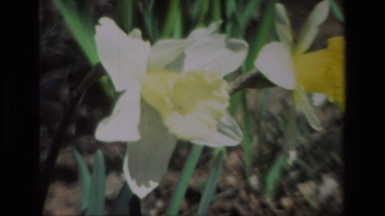 Close 8mm view of daffodils at Daffodil Hill, California, with white petals, yellow centers, green stems, and soft home-movie focus.