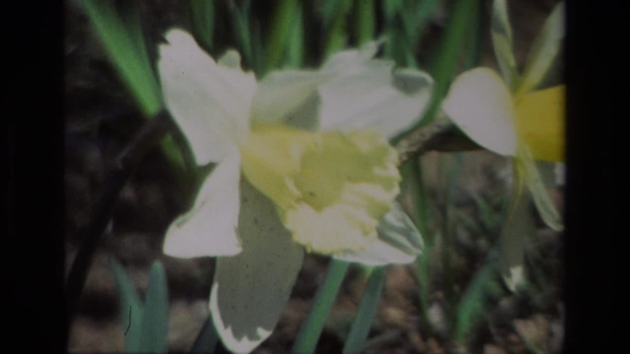 Close daffodils with white petals and yellow centers, framed against green stems and soil.
