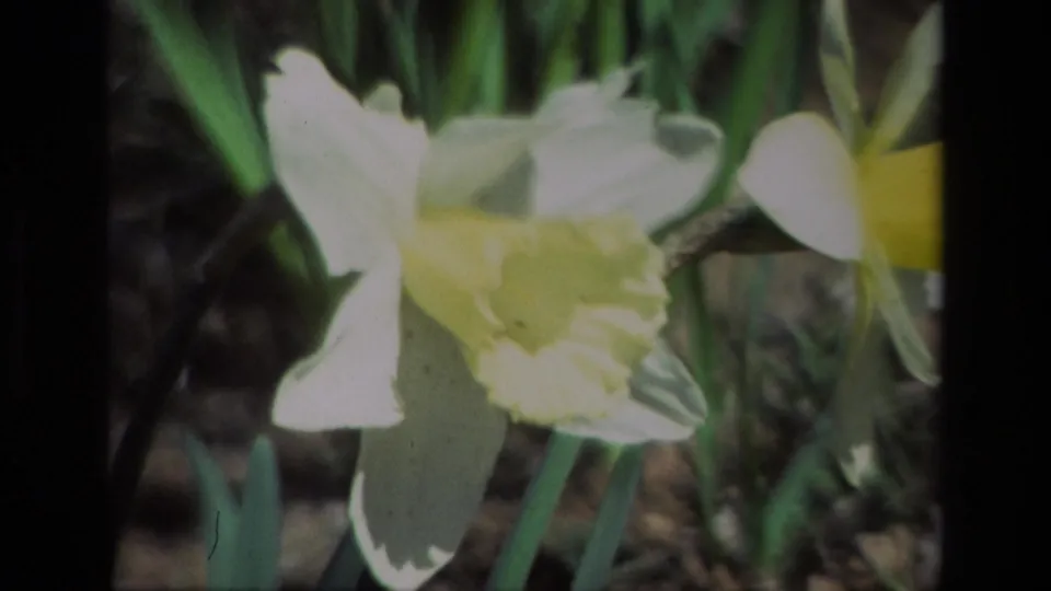 A close 1985 home-movie frame shows daffodils at Daffodil Hill with bright petals, green stems, and visible 8mm grain.
