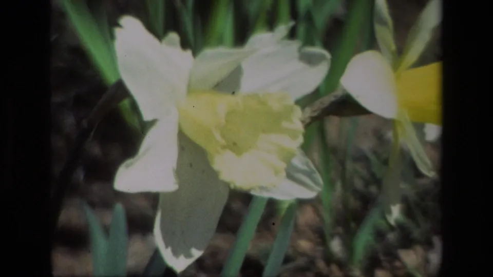 Close 8mm frame of Daffodil Hill daffodils, showing pale petals, yellow cups, green stems, and soft vintage color.