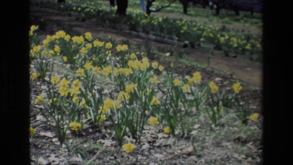 Wider 1985 Daffodil Hill view shows rows of yellow daffodils, green stems, a dirt path, trees, and distant lower legs.