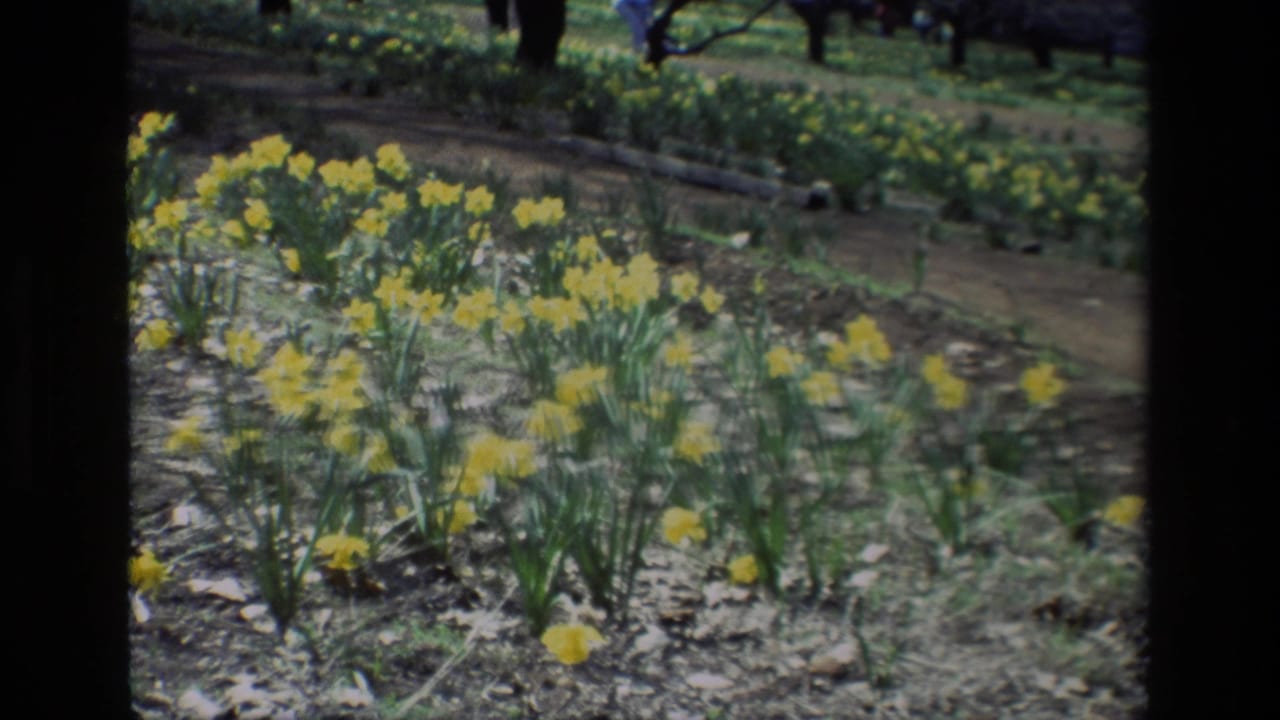 Yellow daffodils growing in a mulched garden bed with blurred visitors beyond.