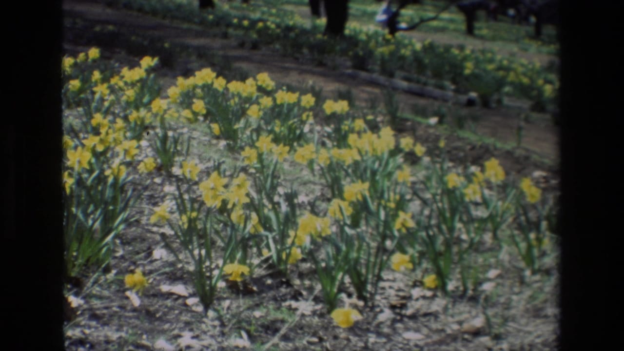 Rows of yellow daffodils in bloom with a shaded path and distant people behind them.