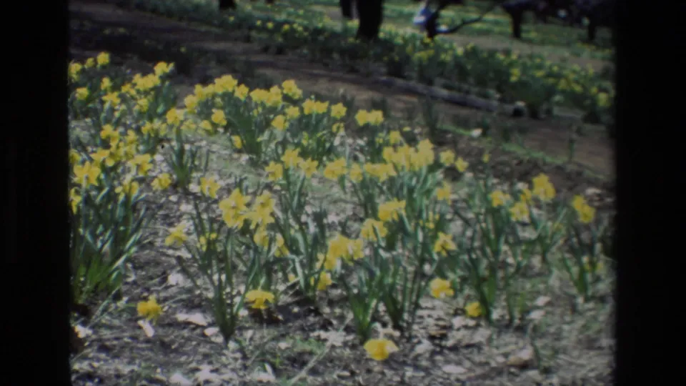 Yellow daffodils bloom in rows at Daffodil Hill, California, in a soft 1985 8mm home-movie frame.