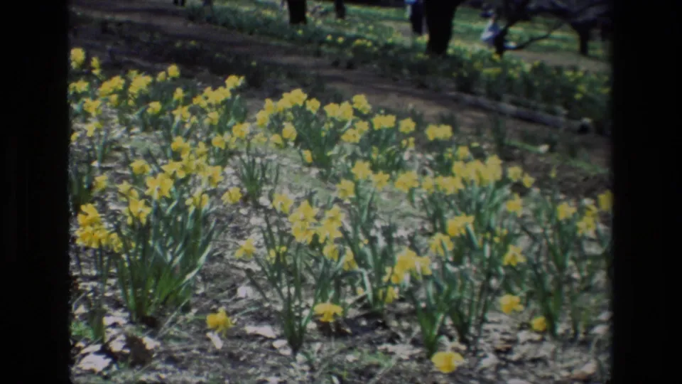 A handheld 8mm frame shows dense yellow daffodils at Daffodil Hill, with background visitors partly obscured by shade.