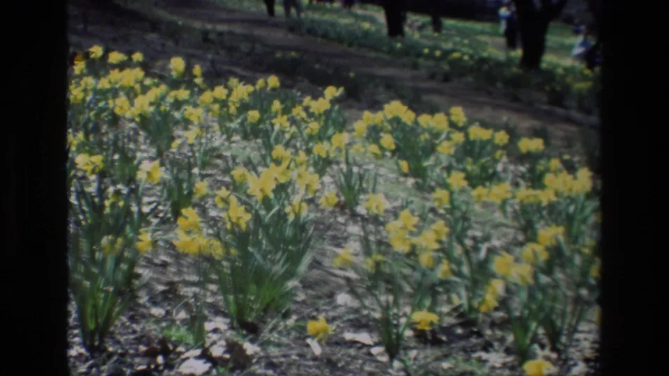 Soft 1985 8mm footage frames yellow daffodils at Daffodil Hill, California, with faint visitors near the top edge.