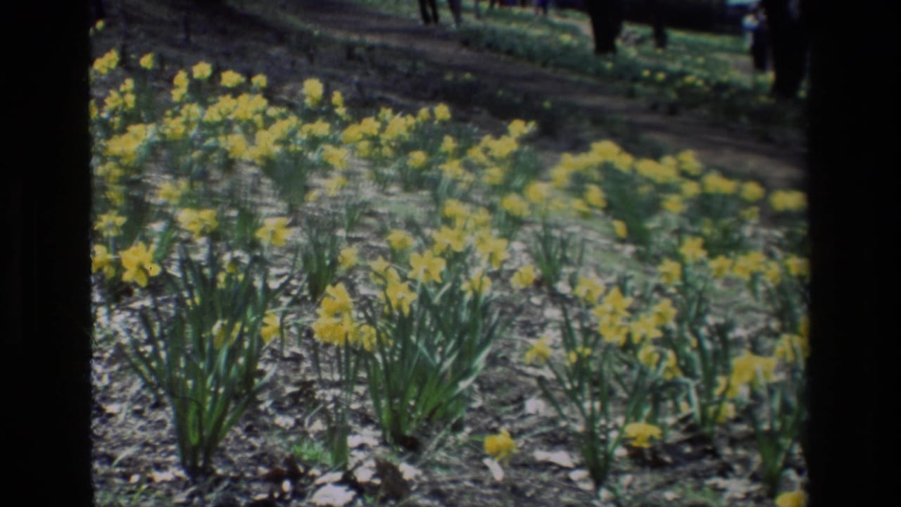 1985 8mm view of yellow daffodils at Daffodil Hill, California, with distant visitors along a garden path.