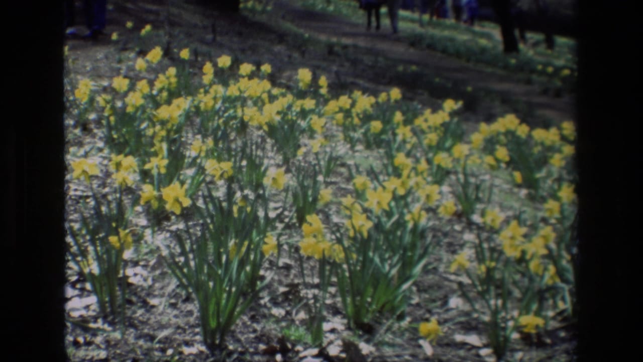 Clusters of yellow daffodils stand in a garden bed with dark tree trunks and distant figures behind them.