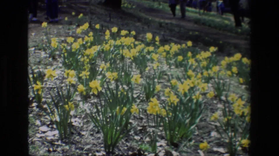Home-movie frame of yellow daffodils at Daffodil Hill, California, with a visitor-shot angle and soft 8mm focus.