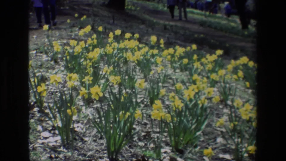 Daffodil Hill garden footage from 1985 shows yellow blooms across the bed with background visitors partly visible.