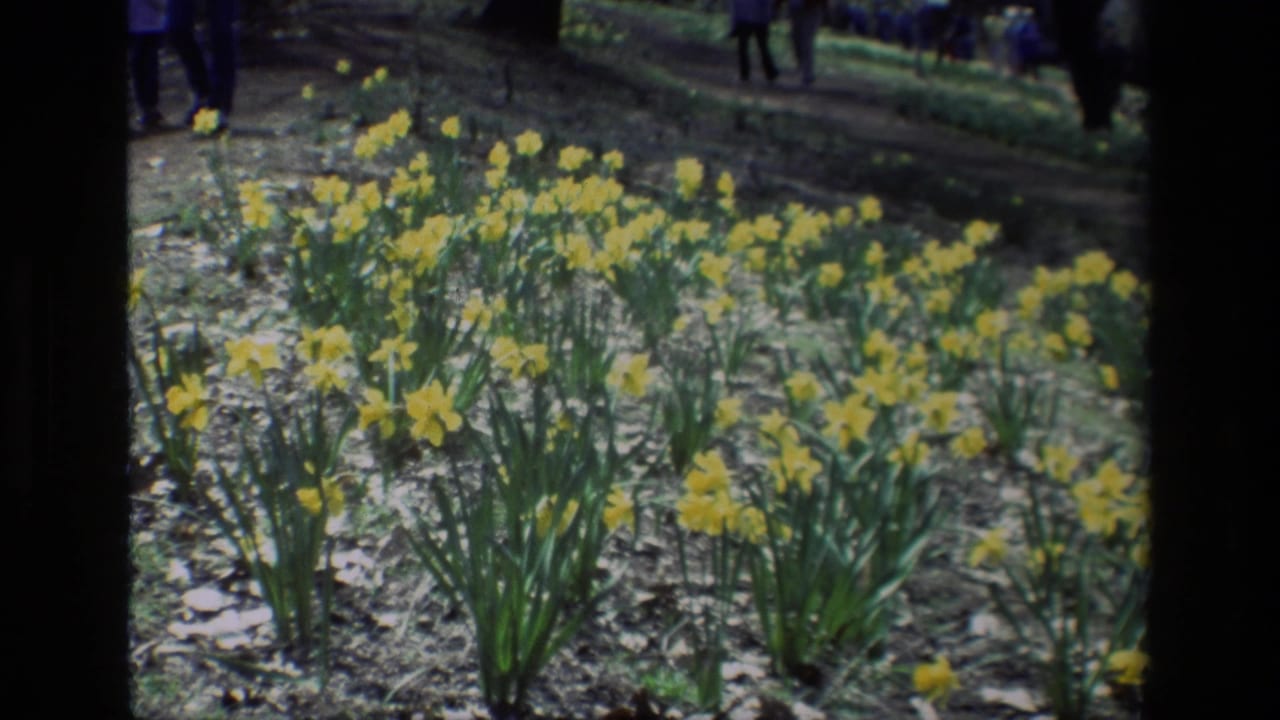 1985 8mm home-movie view of yellow daffodils at Daffodil Hill, California, with distant visitors beyond the flower bed.