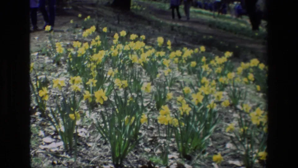 1985 8mm home-movie view of yellow daffodils at Daffodil Hill, California, with distant visitors beyond the flower bed.