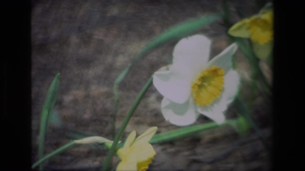 Close view of a white daffodil with a yellow center beside green stems and yellow blooms.
