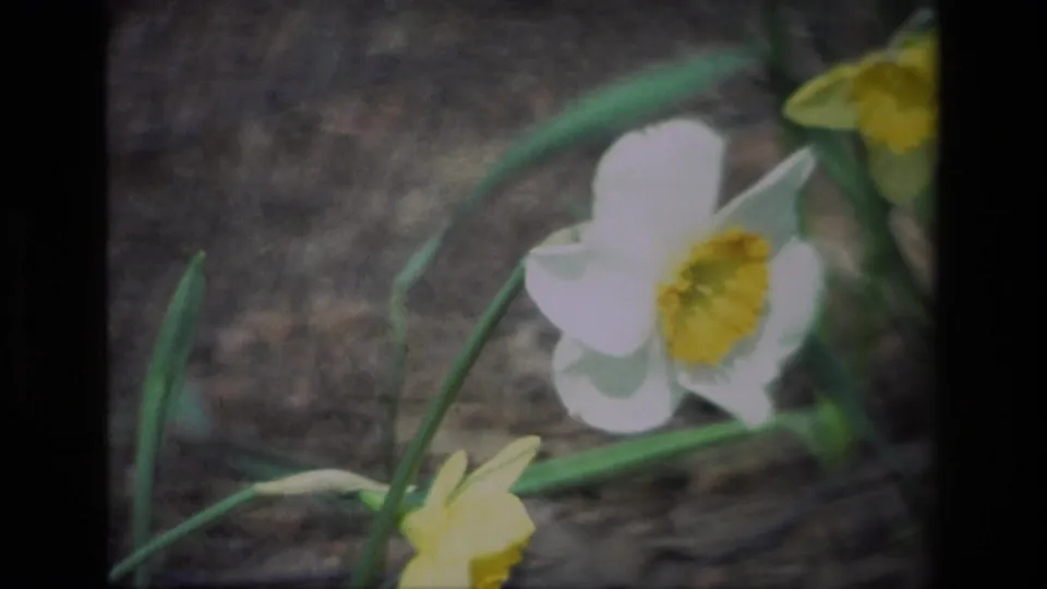 Close 8mm frame of a white daffodil with a yellow center at Daffodil Hill, with nearby yellow blossoms softly out of focus.