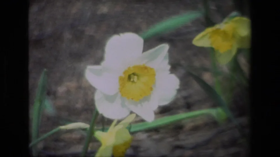 1985 8mm close-up of a white daffodil with a yellow center, framed against soil and green stems at Daffodil Hill.