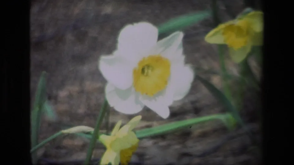 Final close 8mm frame of a white daffodil at Daffodil Hill, California, with green stems crossing the earthy background.