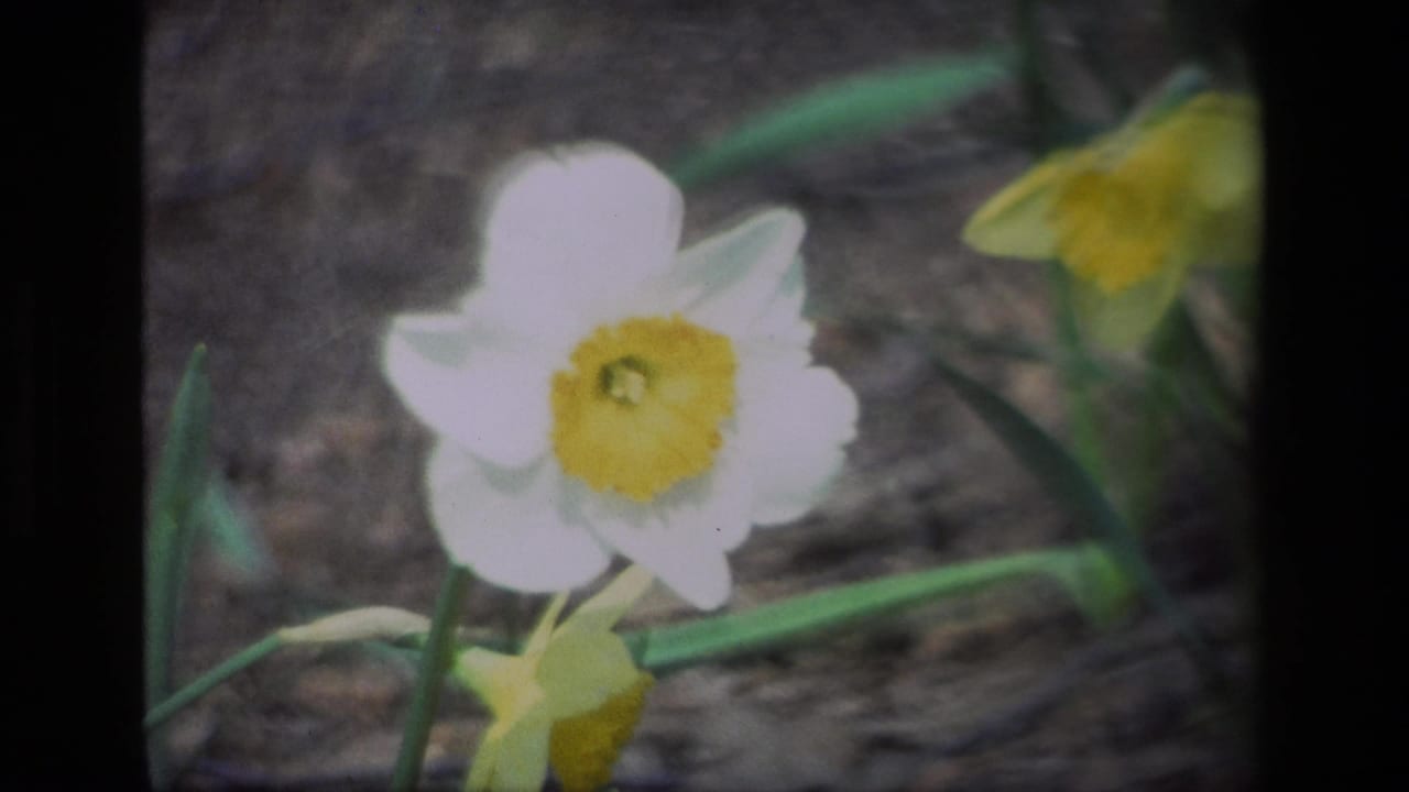 Close-up of a white daffodil with a yellow center beside green stems.