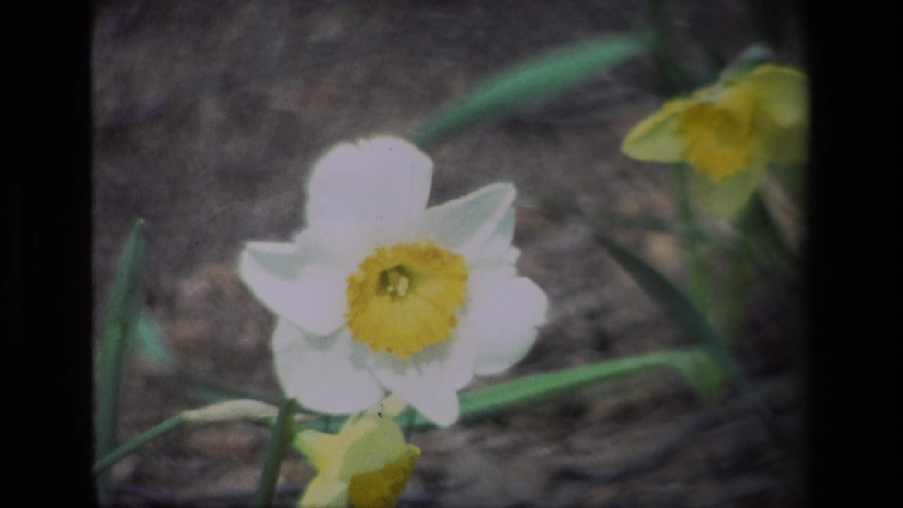 Close-up of a white daffodil with another yellow daffodil behind it.