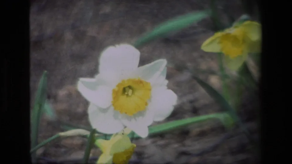 1985 Daffodil Hill frame with a white daffodil in front and a yellow bloom blurred in the background.