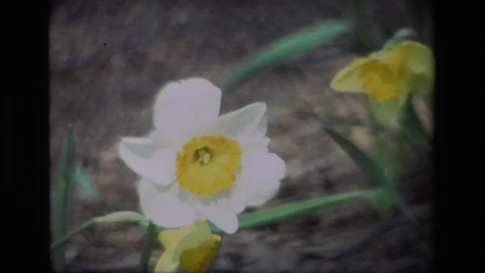 1985 Daffodil Hill close-up of a white daffodil, with pale petals blooming against green stems and leaf litter.