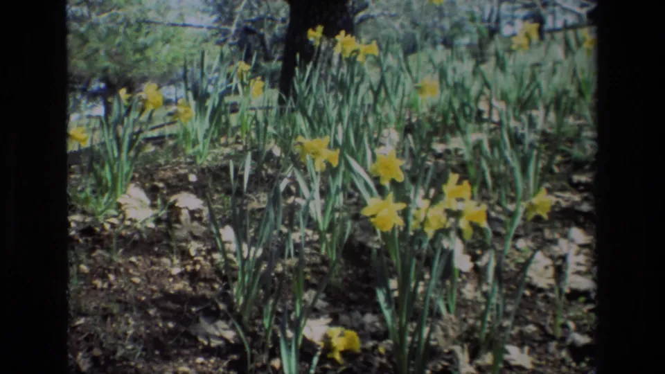 1985 Daffodil Hill wider frame showing clusters of yellow daffodils in a garden bed with green stems and dry leaf litter.