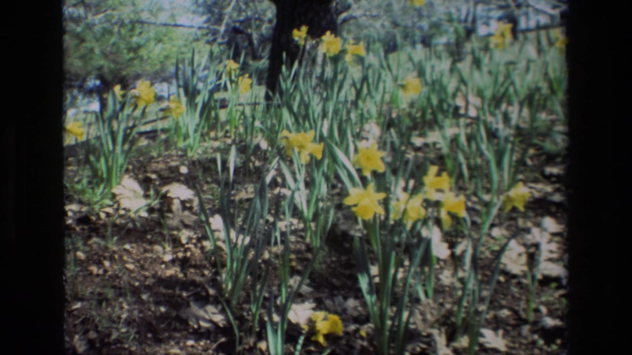 Yellow daffodils growing in a shaded garden bed with dark film borders.
