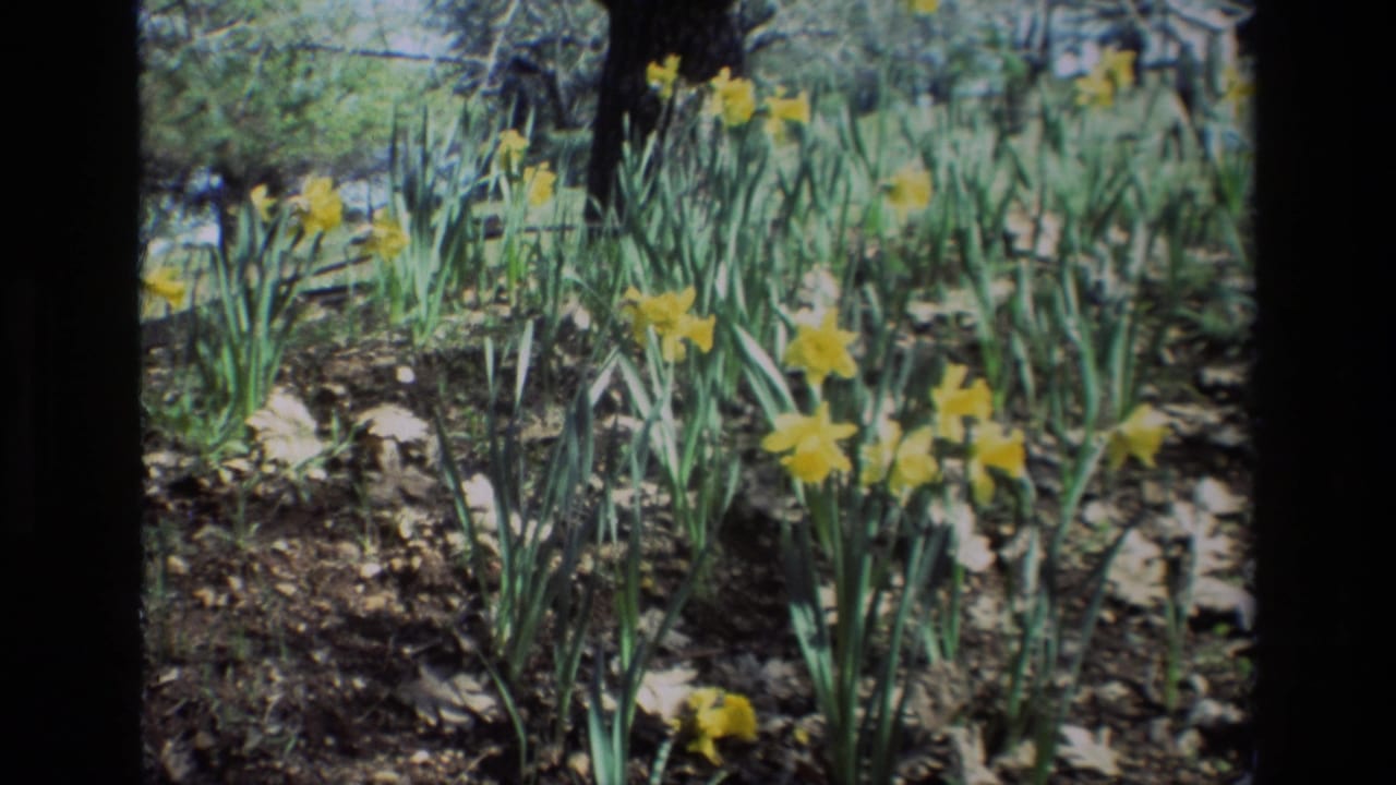 Cluster of yellow daffodils and tall green leaves in a garden bed.