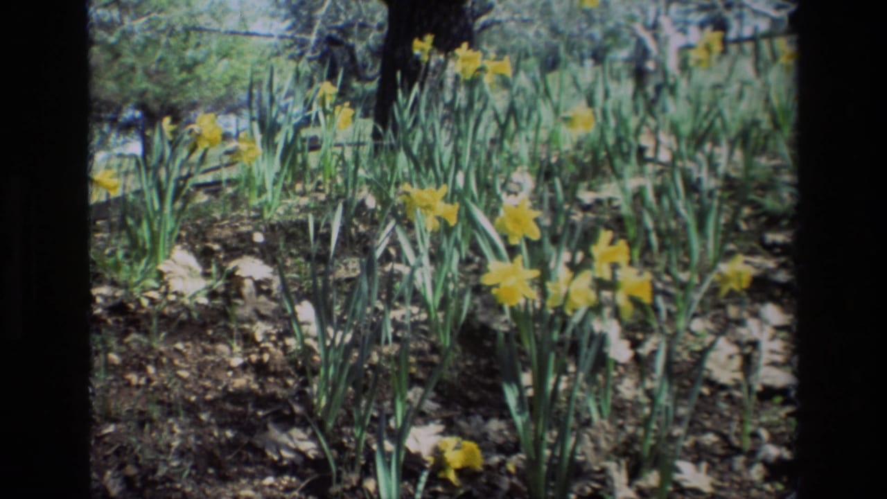 1985 8mm frame from Daffodil Hill, California, showing a patch of yellow daffodils in dappled shade with trees and dry ground behind them.