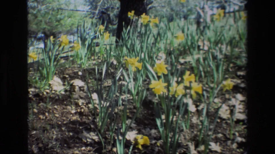 1985 8mm frame from Daffodil Hill, California, showing a patch of yellow daffodils in dappled shade with trees and dry ground behind them.