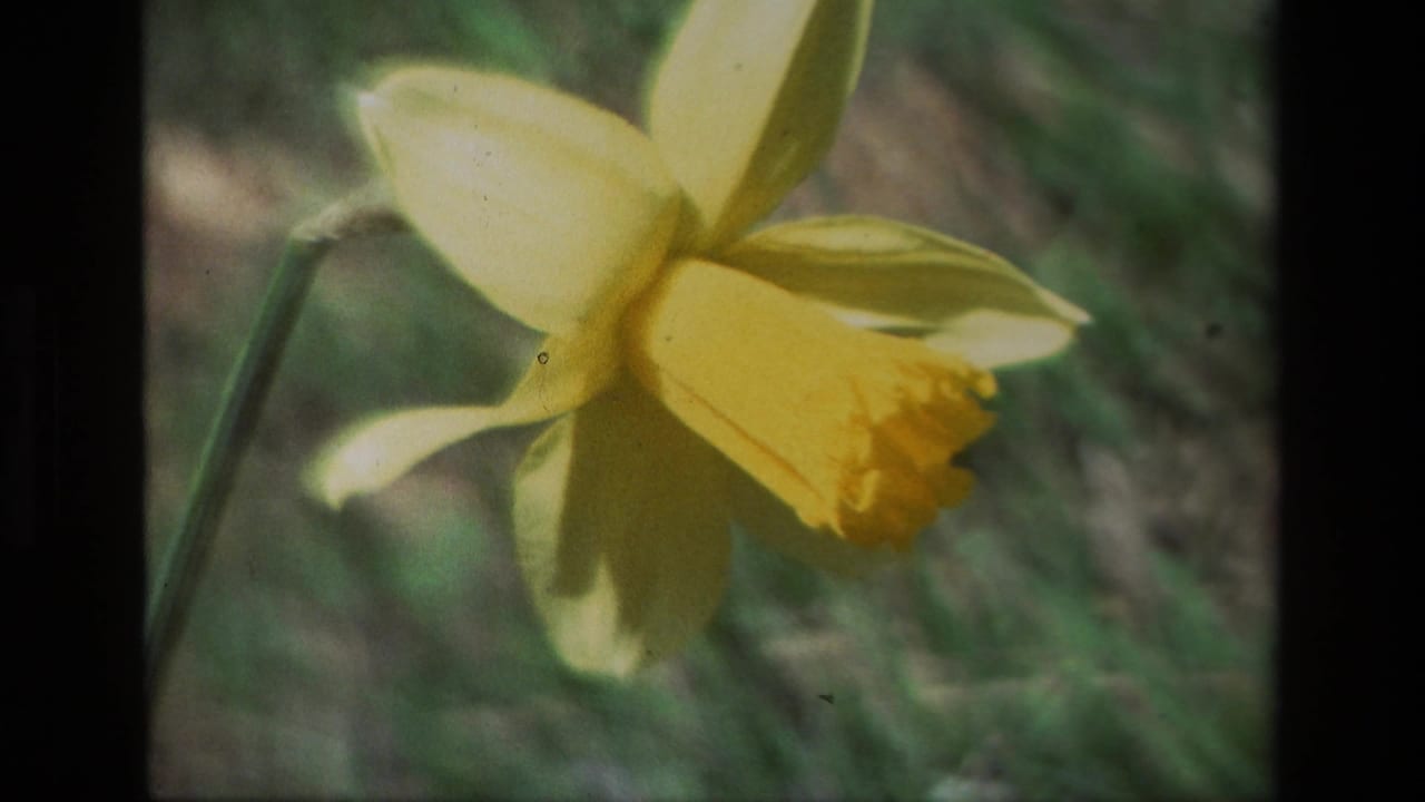 Close-up of a yellow daffodil against a soft green and brown background.