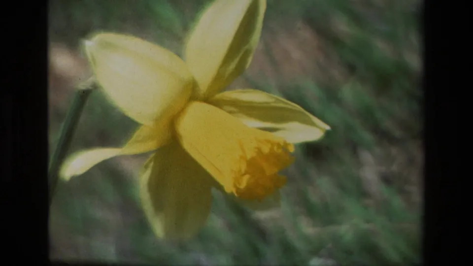 1985 8mm close-up of a yellow daffodil bloom, with soft focus and warm film color in a California woodland setting.