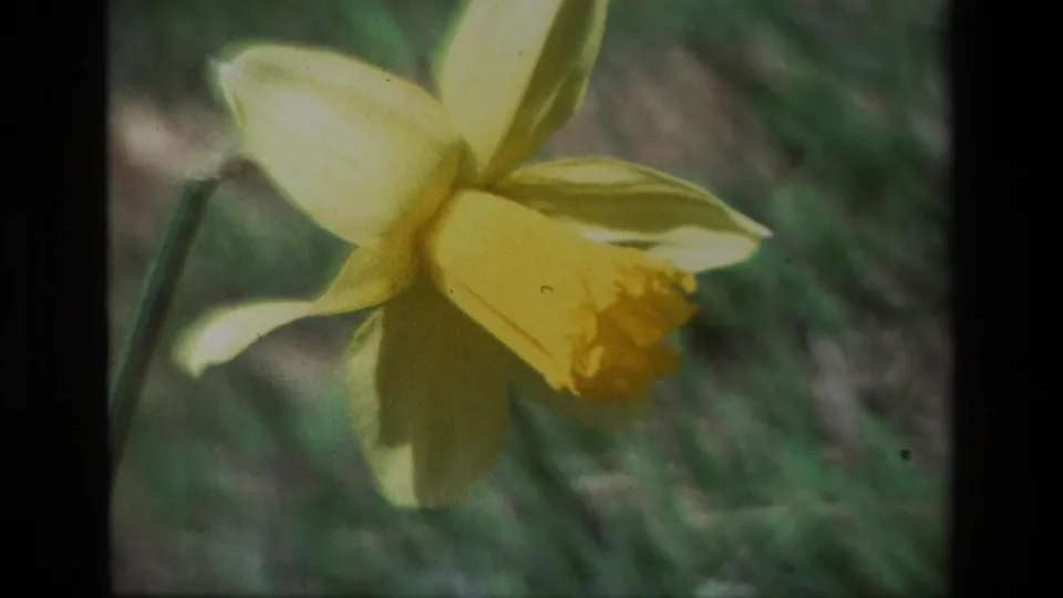 Final close 8mm frame of a yellow daffodil at Daffodil Hill, California, with visible film borders, grain, and soft outdoor color.