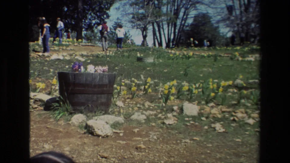 Home-movie view of Daffodil Hill with a barrel planter, daffodils, rocks, trees, and visitors moving uphill.
