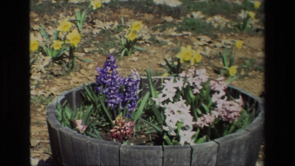 Close 8mm frame of a Daffodil Hill barrel planter with purple hyacinths, pale flowers, and yellow daffodils behind it.
