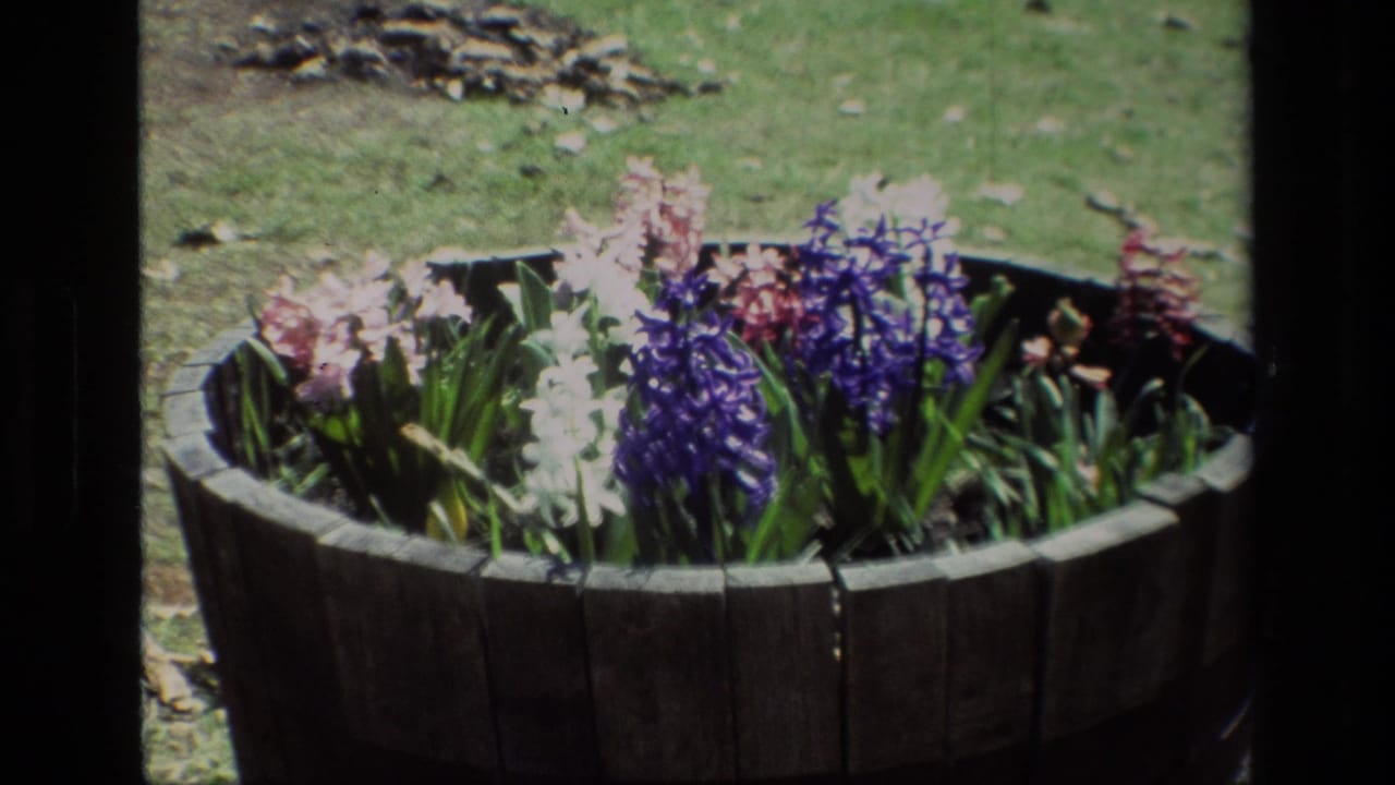 Wooden barrel planter filled with purple, pink, and white hyacinths on a grassy lawn.