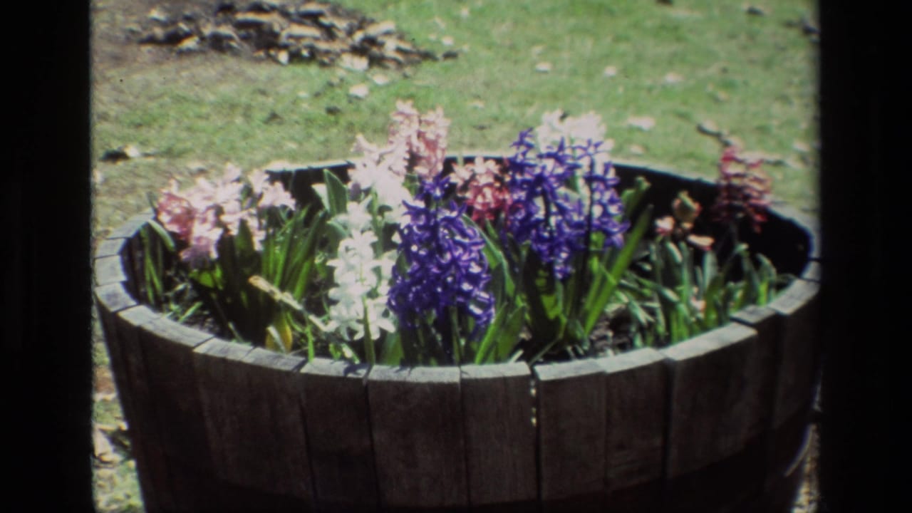 Daffodil Hill garden frame showing clustered hyacinths in a wooden barrel planter, filmed on 8mm in 1985.