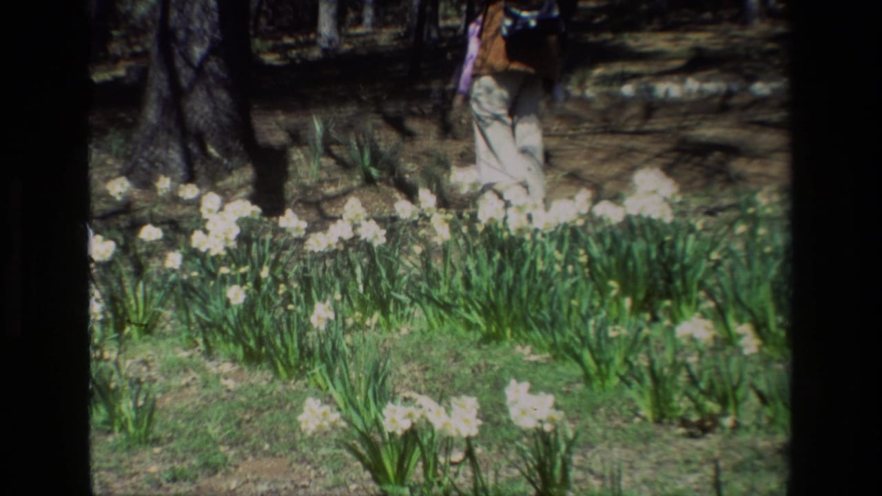 White daffodils grow beneath trees with a visitor's legs partly visible in the background.