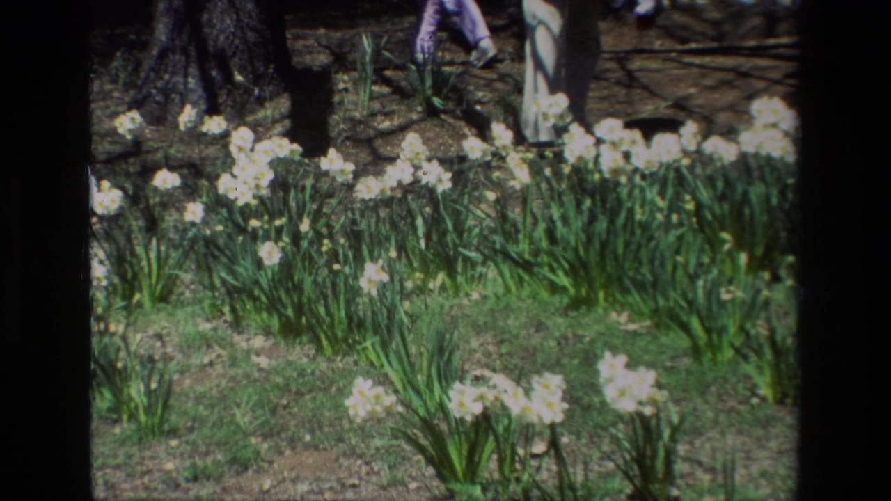 A dense row of white daffodils stands in sunlight with tree trunks and partial walkers behind.