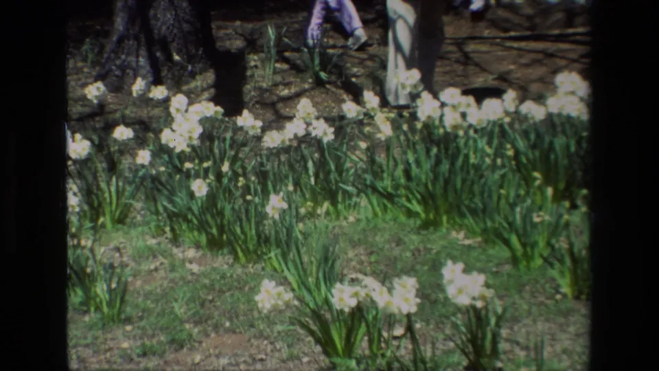 At Daffodil Hill in 1985, white daffodils fill the foreground while partial figures move through the wooded background.