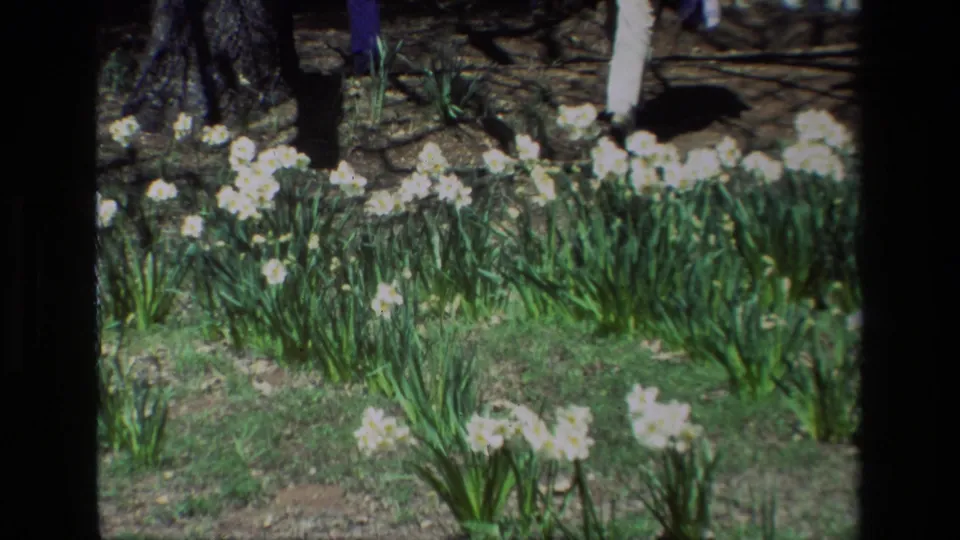 The 8mm frame shows Daffodil Hill's white flowers close to the camera, with trunks and a partial passerby above the blooms.