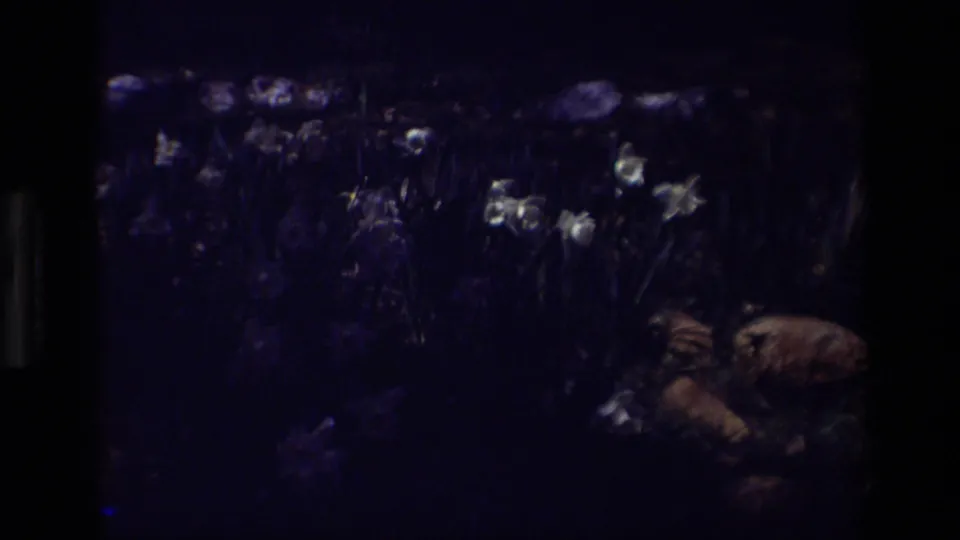 The final 1985 Daffodil Hill frame is darker, with scattered white blooms and a partially visible person near the lower right edge.