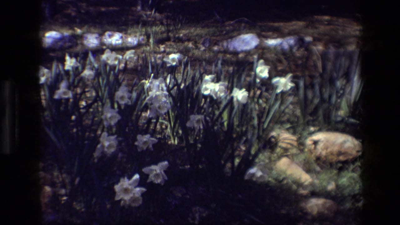 1985 8mm view of white daffodils at Daffodil Hill, California, with rocks, mossy ground and dark garden shadows.