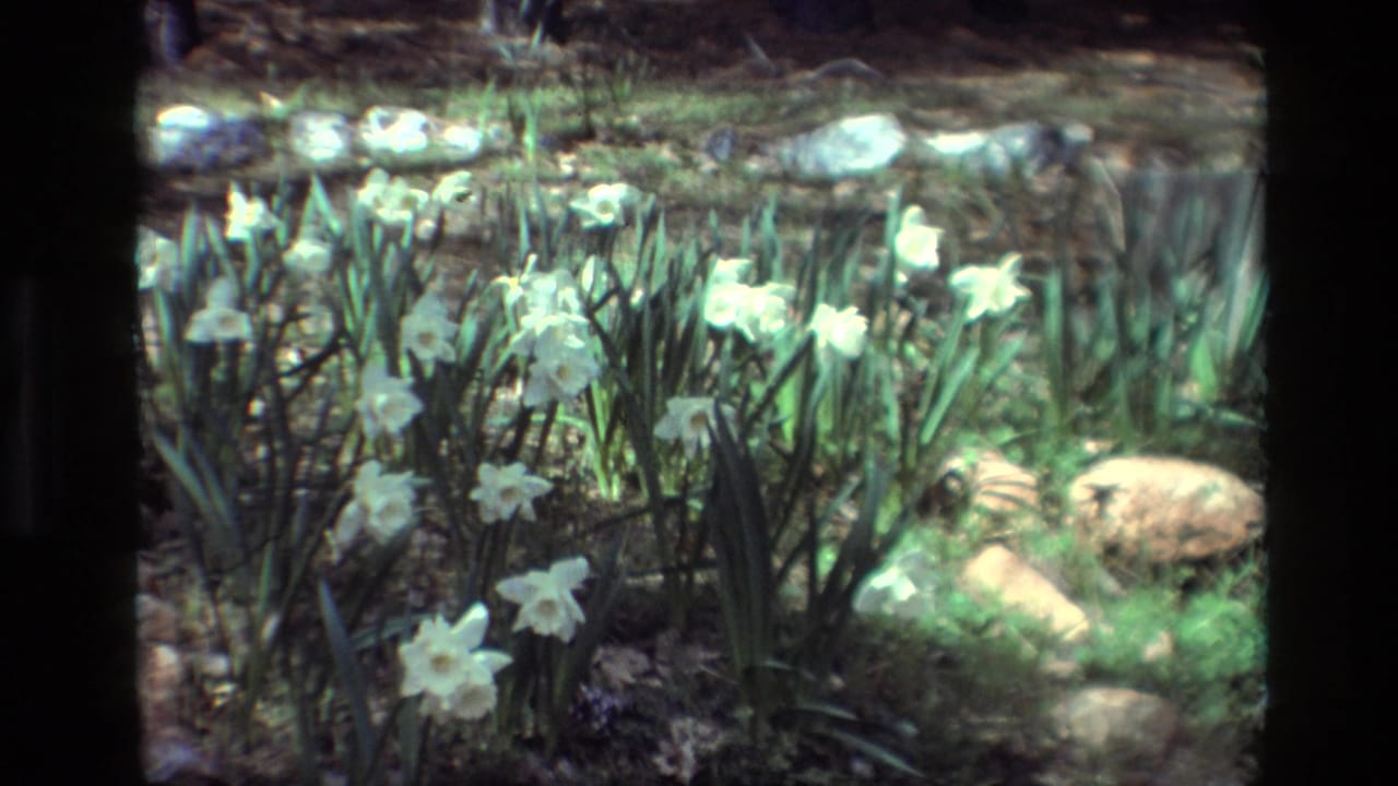 White daffodils at Daffodil Hill, California, appear beside rounded rocks and green foliage in soft 8mm color.