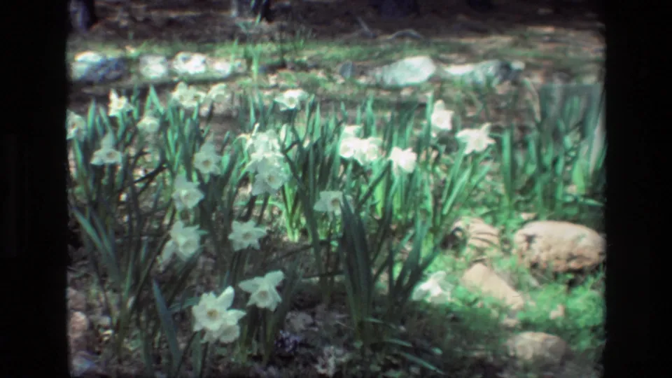 A closer 1985 8mm garden view shows white daffodils at Daffodil Hill with long leaves, rocks and mossy earth.