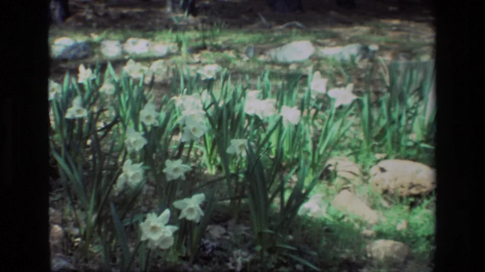 White daffodils remain in view at Daffodil Hill, California, with green plants, low rocks and soft home-movie exposure.