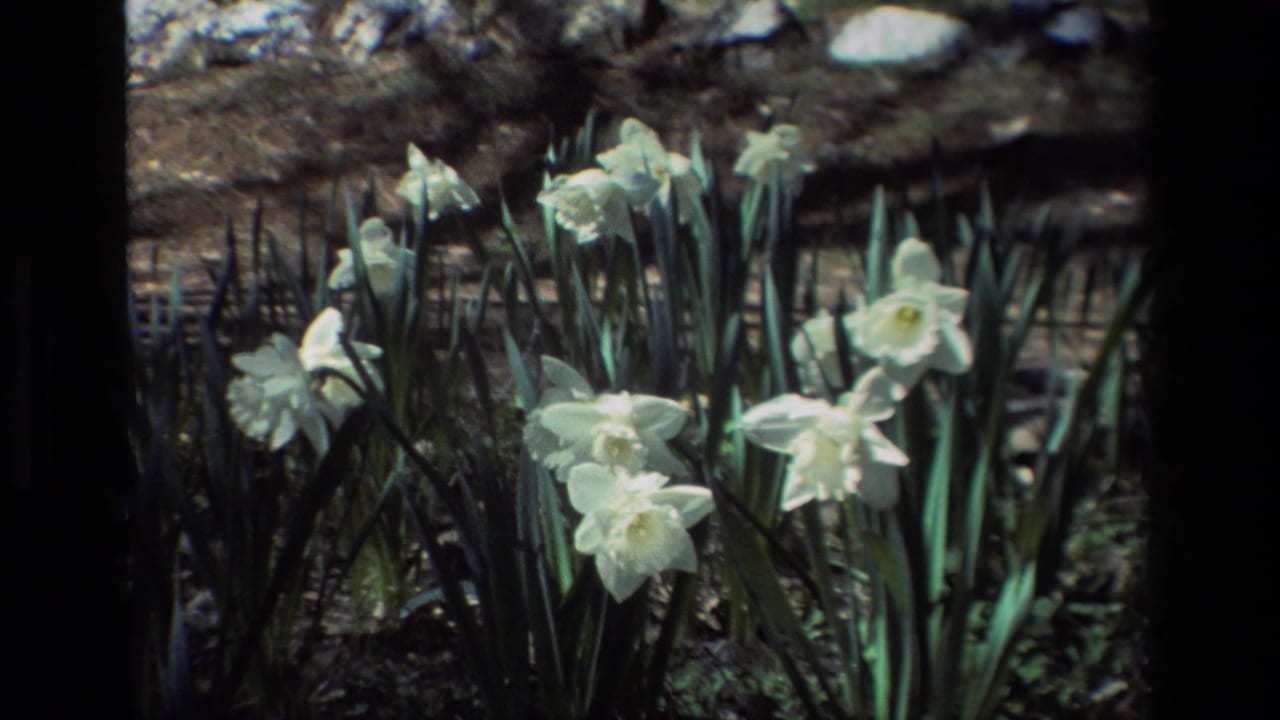 White daffodils at Daffodil Hill, California, framed close in soft 1985 8mm home-movie footage.