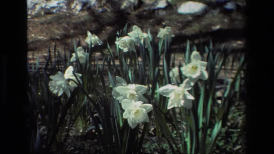White daffodils at Daffodil Hill, California, framed close in soft 1985 8mm home-movie footage.